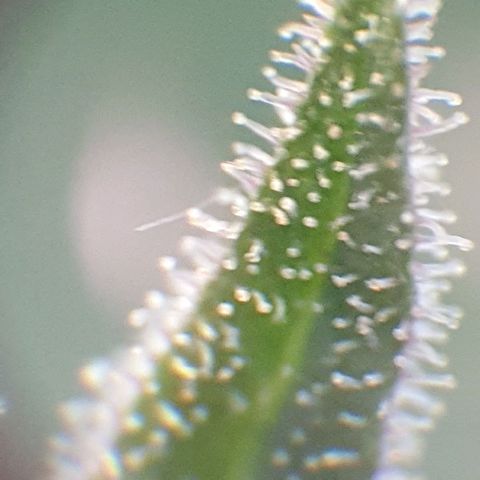 Arrakis growlog timeline photo