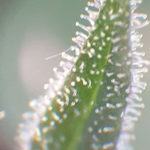 Arrakis growlog timeline photo