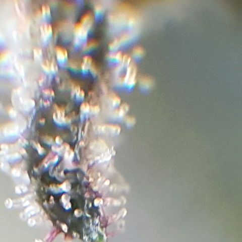 Arrakis growlog timeline photo