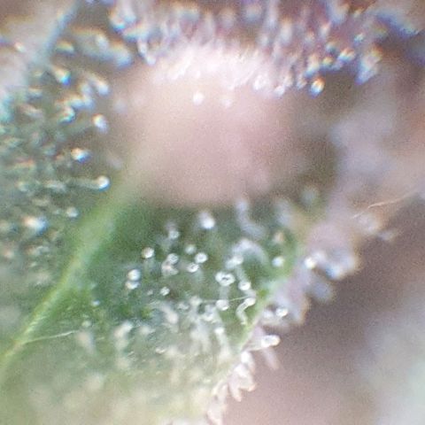 Arrakis growlog timeline photo