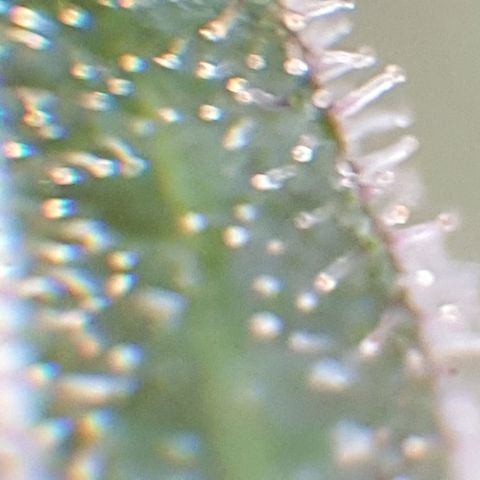 Arrakis growlog timeline photo