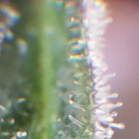 Arrakis growlog timeline photo