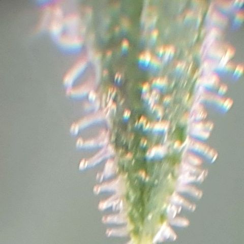 Arrakis growlog timeline photo