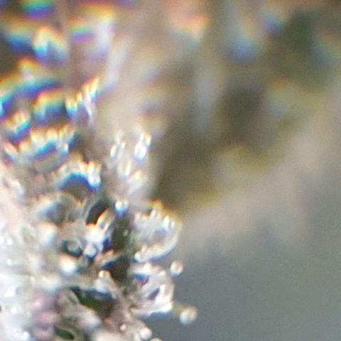Arrakis growlog timeline photo