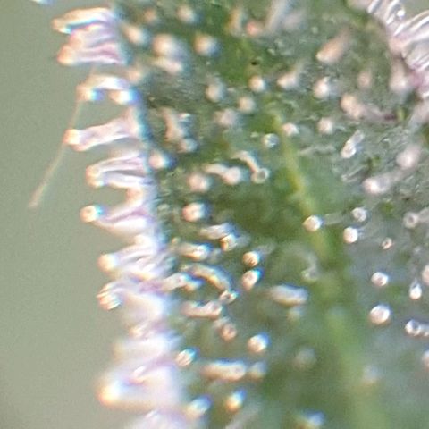 Arrakis growlog timeline photo