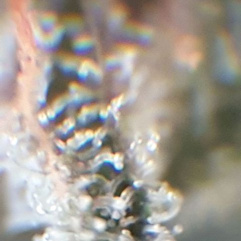 Arrakis growlog timeline photo