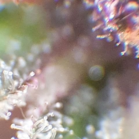 Arrakis growlog timeline photo