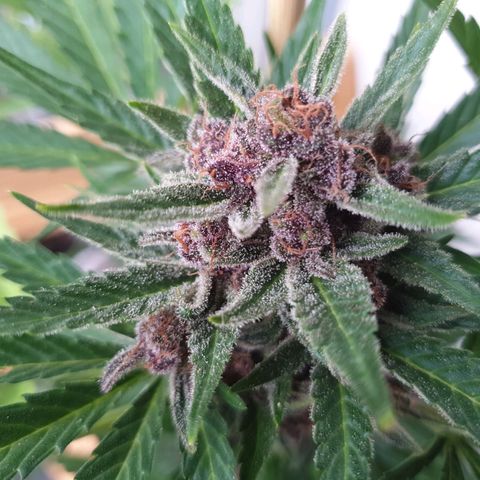 Arrakis growlog timeline photo