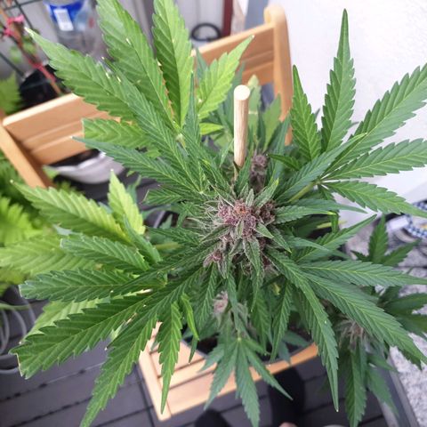 Arrakis growlog timeline photo