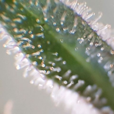 Arrakis growlog timeline photo
