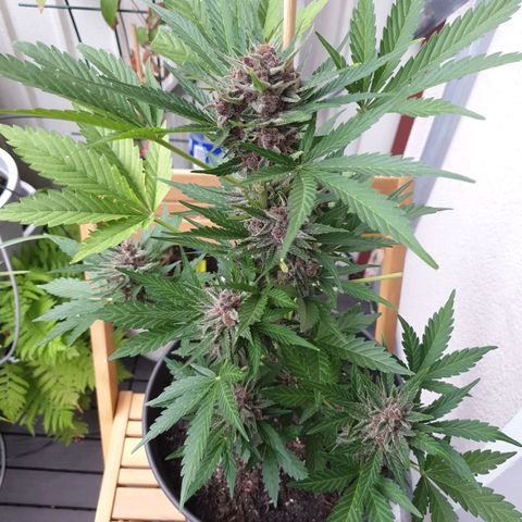 Arrakis growlog timeline photo