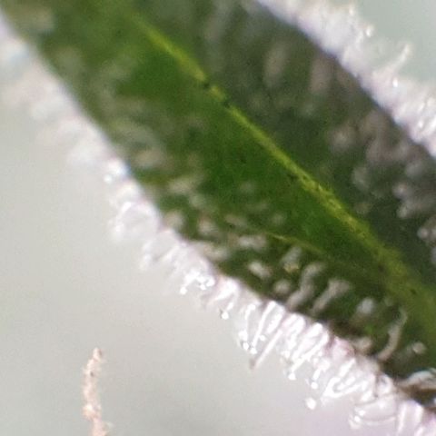 Arrakis growlog timeline photo