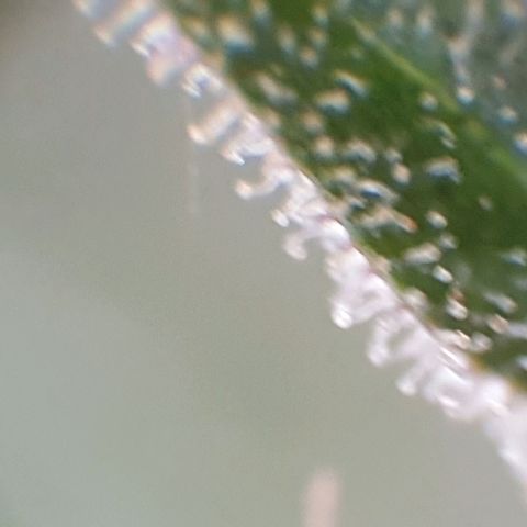 Arrakis growlog timeline photo