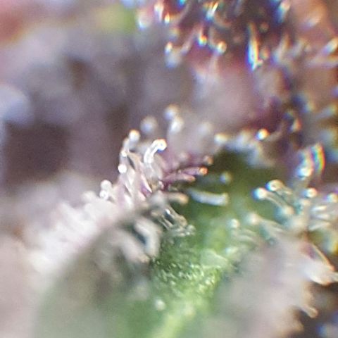 Arrakis growlog timeline photo