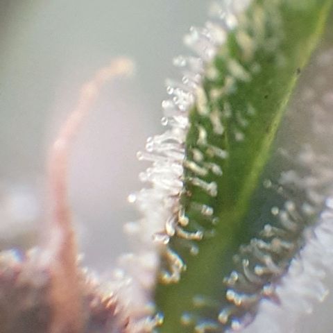 Arrakis growlog timeline photo