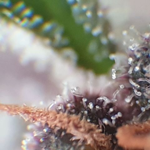 Arrakis growlog timeline photo