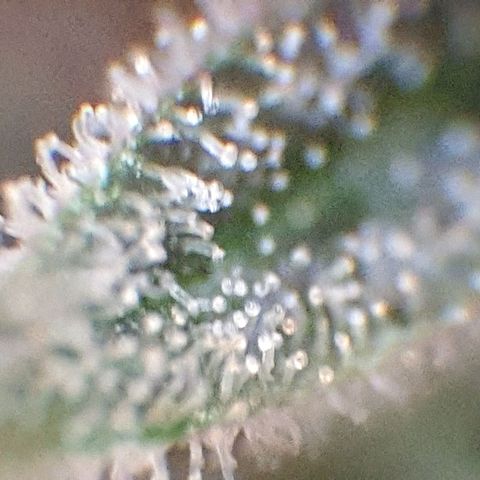 Arrakis growlog photo: Headbud geerntet und in Wasser gestellt für die folgenden 2 Tage bei Dunkelheit, danach Trocknen