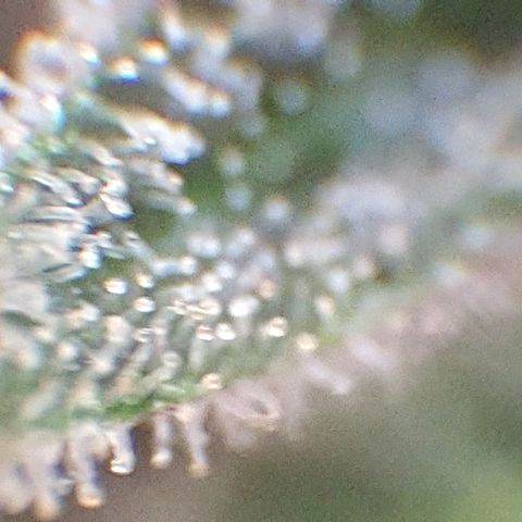 Arrakis growlog photo: Headbud geerntet und in Wasser gestellt für die folgenden 2 Tage bei Dunkelheit, danach Trocknen