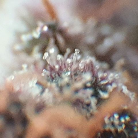 Arrakis growlog photo: Headbud geerntet und in Wasser gestellt für die folgenden 2 Tage bei Dunkelheit, danach Trocknen