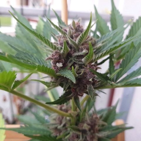 Arrakis growlog photo: Headbud geerntet und in Wasser gestellt für die folgenden 2 Tage bei Dunkelheit, danach Trocknen