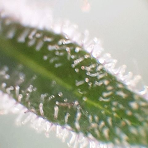 Arrakis growlog photo: Headbud geerntet und in Wasser gestellt für die folgenden 2 Tage bei Dunkelheit, danach Trocknen