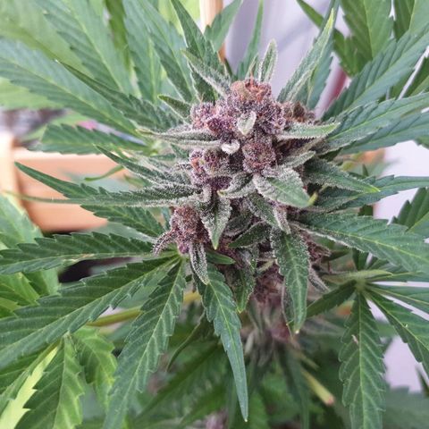 Arrakis growlog photo: Headbud geerntet und in Wasser gestellt für die folgenden 2 Tage bei Dunkelheit, danach Trocknen