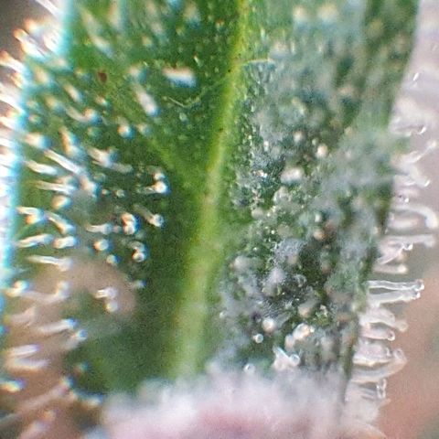 Arrakis growlog photo: Headbud geerntet und in Wasser gestellt für die folgenden 2 Tage bei Dunkelheit, danach Trocknen