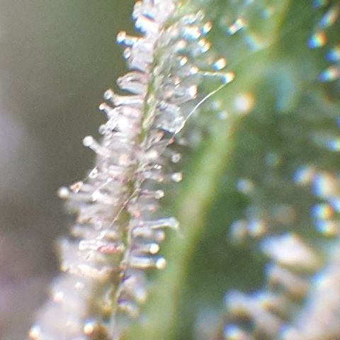 Arrakis growlog photo: Headbud geerntet und in Wasser gestellt für die folgenden 2 Tage bei Dunkelheit, danach Trocknen