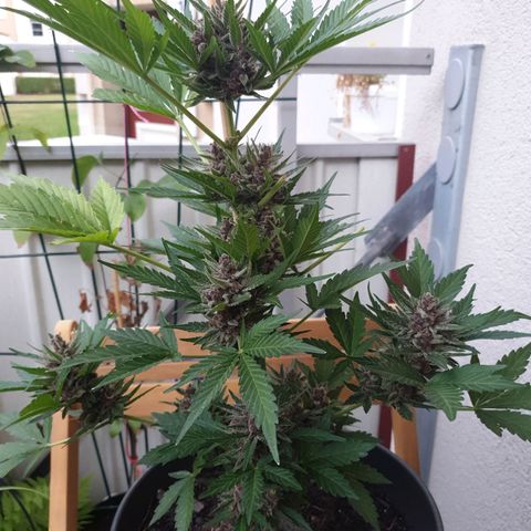 Arrakis growlog photo: Headbud geerntet und in Wasser gestellt für die folgenden 2 Tage bei Dunkelheit, danach Trocknen