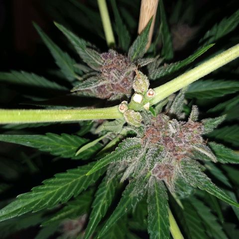 Arrakis growlog timeline photo