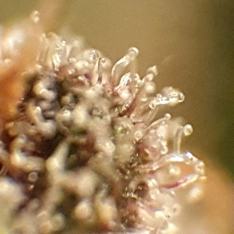 Arrakis growlog timeline photo