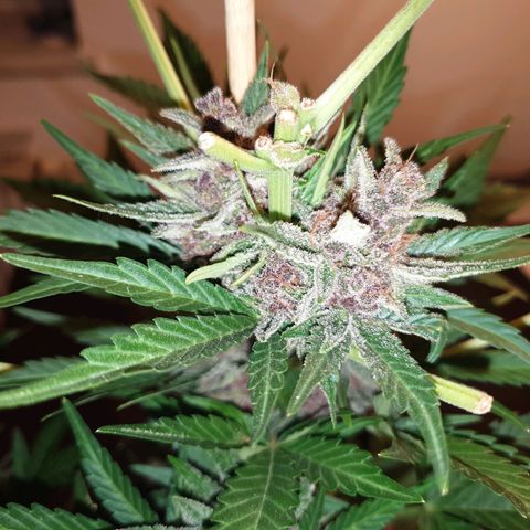 Arrakis growlog timeline photo