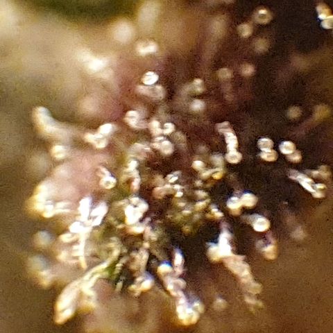 Arrakis growlog timeline photo
