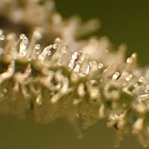 Arrakis growlog timeline photo