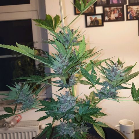 Arrakis growlog timeline photo