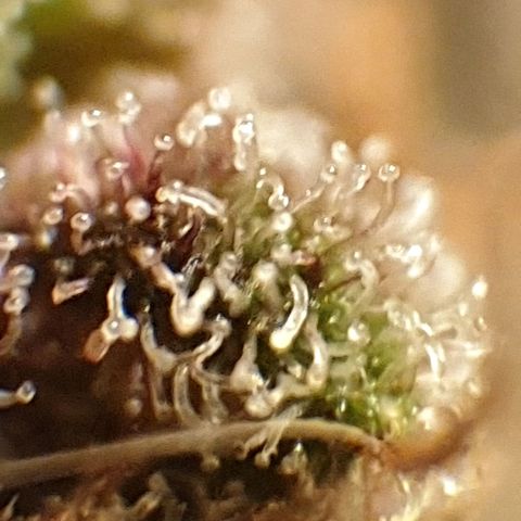 Arrakis growlog timeline photo