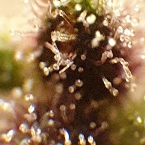 Arrakis growlog timeline photo