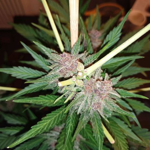 Arrakis growlog timeline photo
