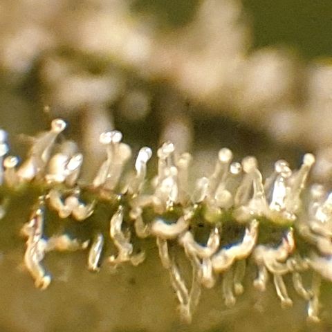 Arrakis growlog timeline photo