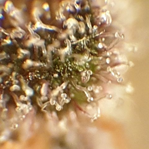 Arrakis growlog timeline photo