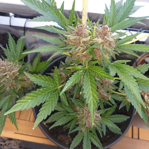 Arrakis growlog timeline photo