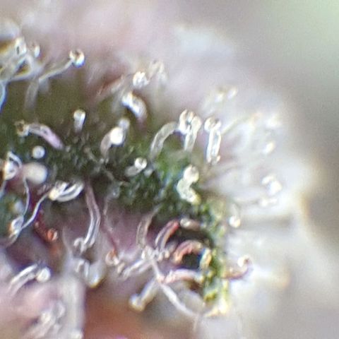 Arrakis growlog timeline photo