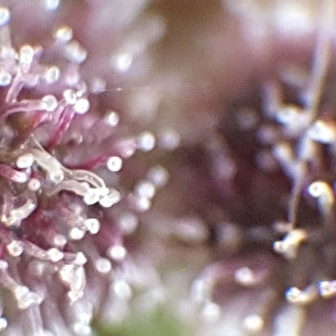 Arrakis growlog timeline photo