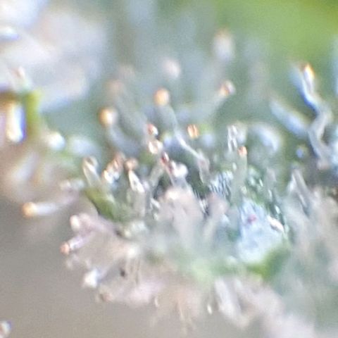 Arrakis growlog timeline photo