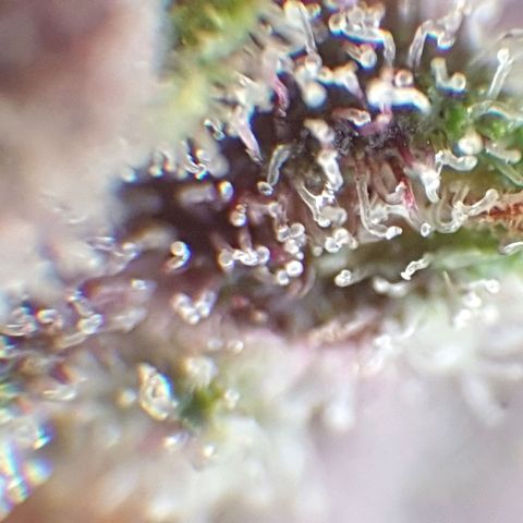 Arrakis growlog timeline photo