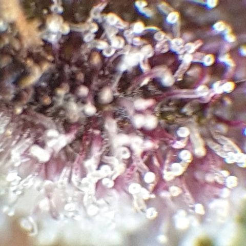 Arrakis growlog timeline photo