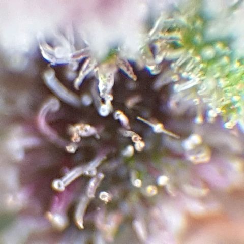 Arrakis growlog timeline photo