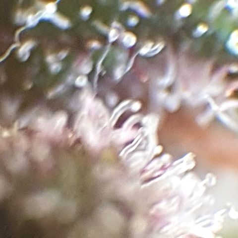Arrakis growlog timeline photo