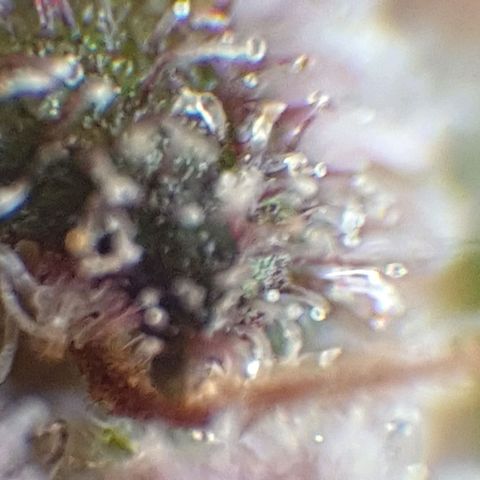 Arrakis growlog timeline photo