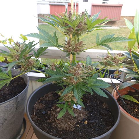 Arrakis growlog timeline photo